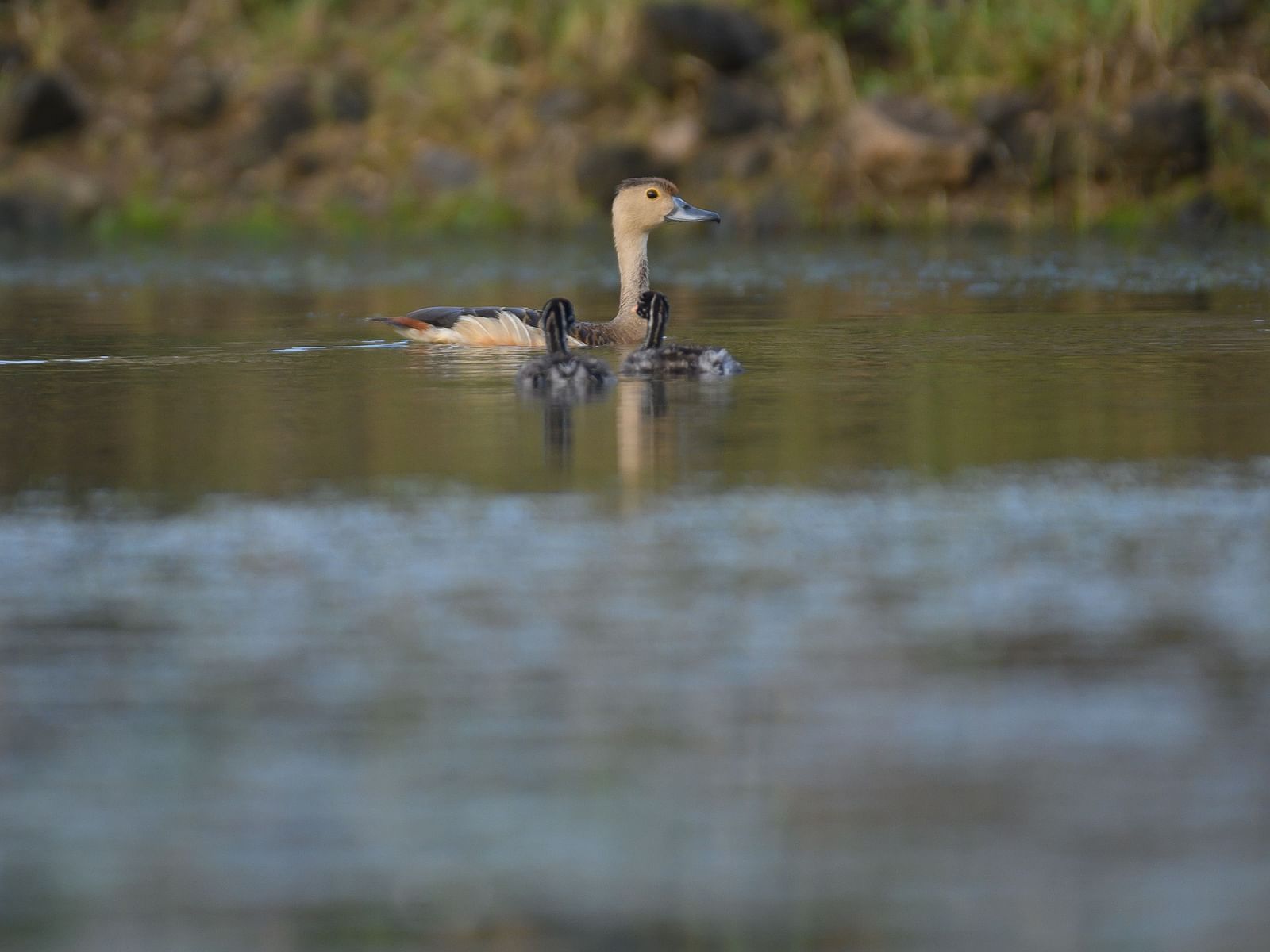 A duck and its ducklings swimming in the water